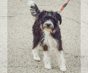 Bindi - Female Mutt Dog for Adoption - Photo #2