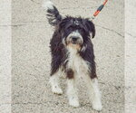Small Photo #2 Mutt Puppy For Sale in Huntley, IL, USA