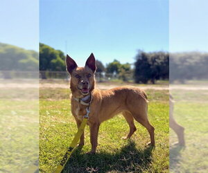Mutt Dogs for adoption in Santa Barbara, CA, USA