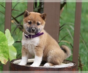 Shiba Inu Puppy for sale in FREDERICKSBG, OH, USA