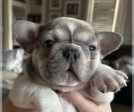 Puppy Boo French Bulldog