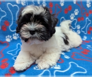 Havanese Puppy for sale in POST FALLS, ID, USA