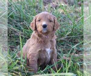 Goldendoodle Puppy for sale in CHAMBERSBURG, PA, USA