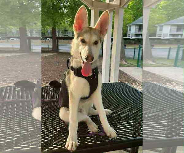 Medium Photo #3 German Shepherd Dog-Siberian Husky Mix Puppy For Sale in Holly Springs, NC, USA