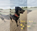 Small Labrador Retriever Mix