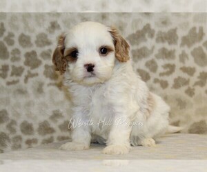 Cavapoo Puppy for sale in DENVER, PA, USA