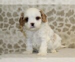 Image preview for Ad Listing. Nickname: Henry