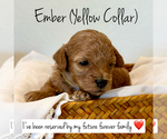 Puppy Ember Poodle (Toy)