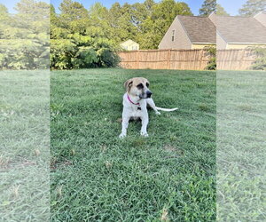 Angel - Female Anatolian Shepherd-Unknown Mix Dog for Adoption - Photo #5