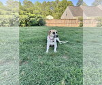 Small #4 Anatolian Shepherd Mix