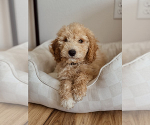 Goldendoodle (Miniature) Puppy for sale in REPUBLIC, MO, USA