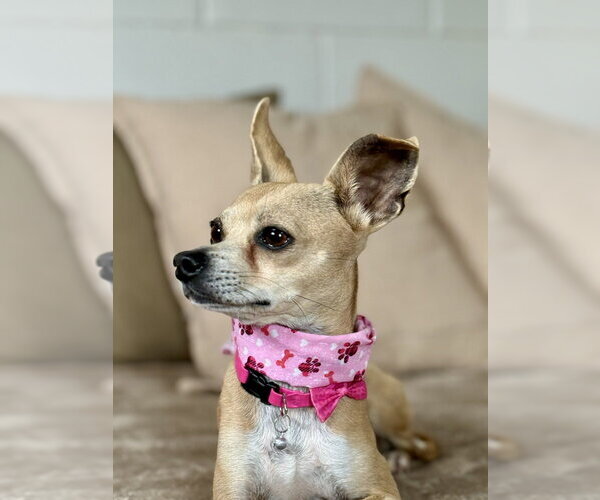 Medium Photo #3 Mutt Puppy For Sale in San Leon, TX, USA