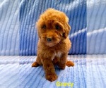 Small #3 Goldendoodle (Miniature)