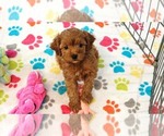 Small #4 Cavapoo (Miniature)-Poodle (Toy) Mix