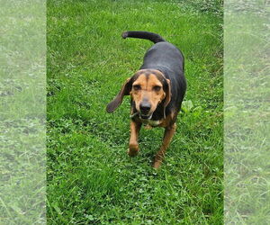 Anne - Female Black and Tan Coonhound Dog for Adoption - Photo #15