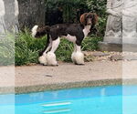 Small #1 Poodle (Standard)