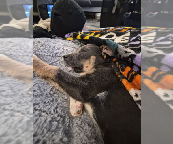 Medium Photo #2 Mutt Puppy For Sale in Springdale, PA, USA