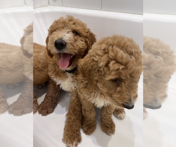 Medium Photo #4 Goldendoodle Puppy For Sale in SOUTH ORANGE, NJ, USA