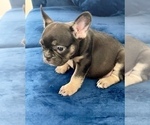 Small #13 French Bulldog