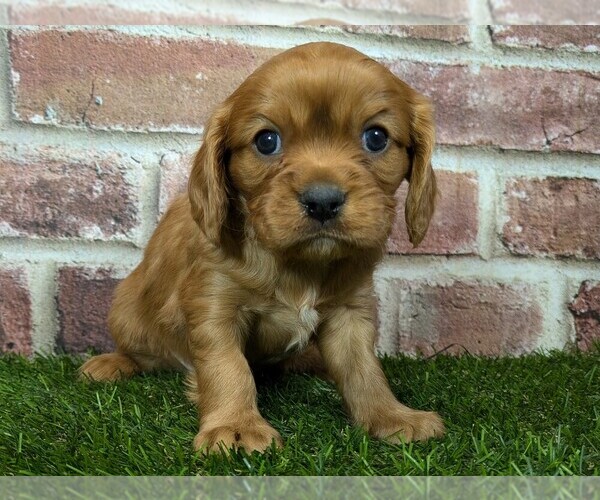 Medium Photo #3 Cavalier King Charles Spaniel Puppy For Sale in MOBERLY, MO, USA