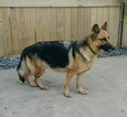 Small Photo #10 German Shepherd Dog Puppy For Sale in CHICAGO HEIGHTS, IL, USA