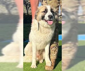 Izzy - Female Anatolian Shepherd Dog for Adoption - Photo #3
