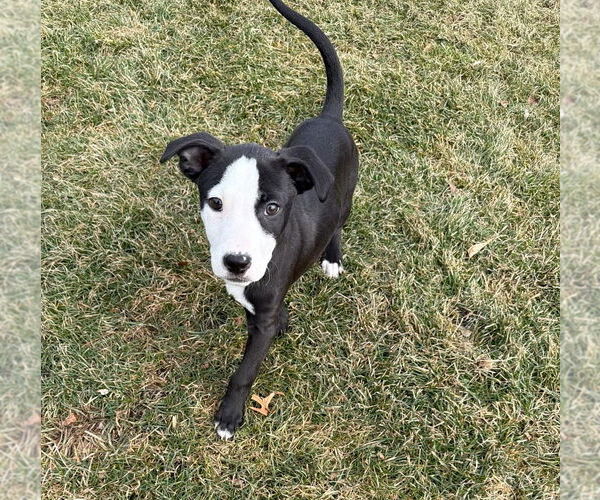 Medium Photo #5 Mutt Puppy For Sale in Plainfield, IL, USA