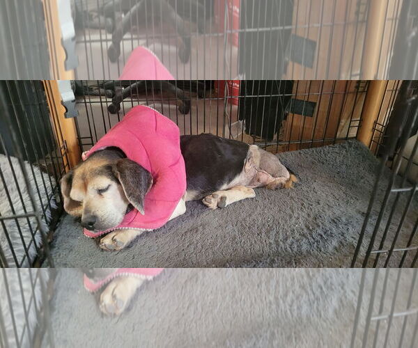 Medium Photo #7 Beagle Puppy For Sale in Las Vegas, NV, USA