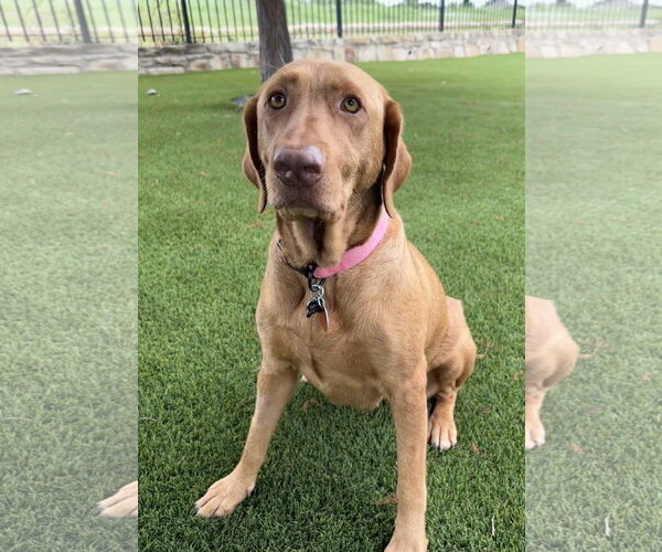 Medium Photo #5 Labrador Retriever-Unknown Mix Puppy For Sale in Fort Worth, TX, USA