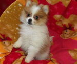 Small #3 Pomeranian