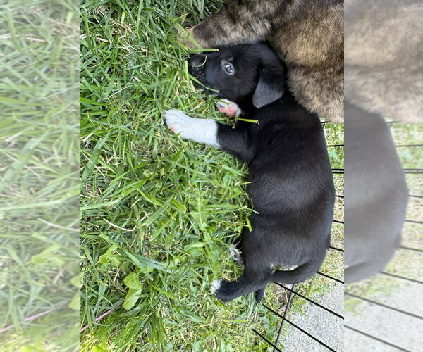 Medium Photo #2 Colonial Cocker Spaniel-Unknown Mix Puppy For Sale in Aurora, IN, USA