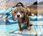 Small #1 Mutt