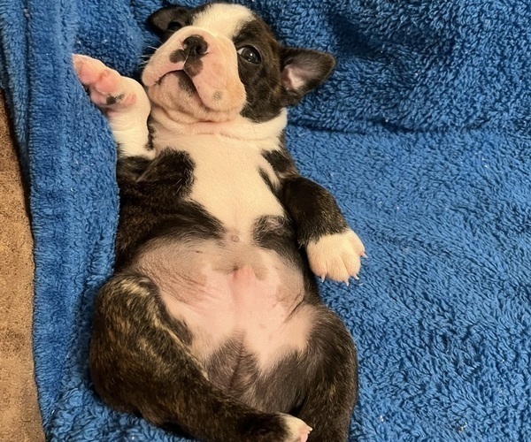 Medium Photo #3 Boston Terrier Puppy For Sale in BURLESON, TX, USA