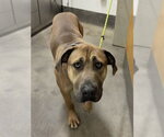 Small Mastiff Mix
