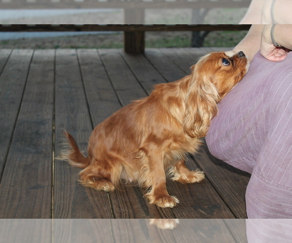 Medium Photo #1 Cavalier King Charles Spaniel Puppy For Sale in CLARKRANGE, TN, USA