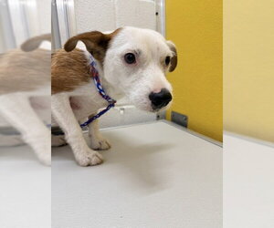 Mutt Dogs for adoption in Temple, TX, USA