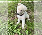 Small #8 German Shepherd Dog