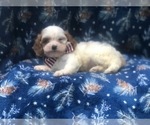 Small Photo #8 Cavapoo Puppy For Sale in LAKELAND, FL, USA