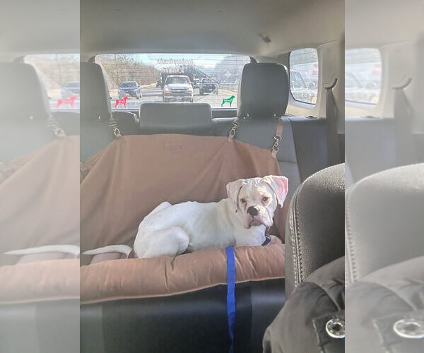 Medium Photo #3 Boxer Puppy For Sale in Dumont, NJ, USA