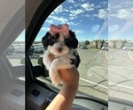Small Photo #5 Maltipoo Puppy For Sale in ALBUQUERQUE, NM, USA