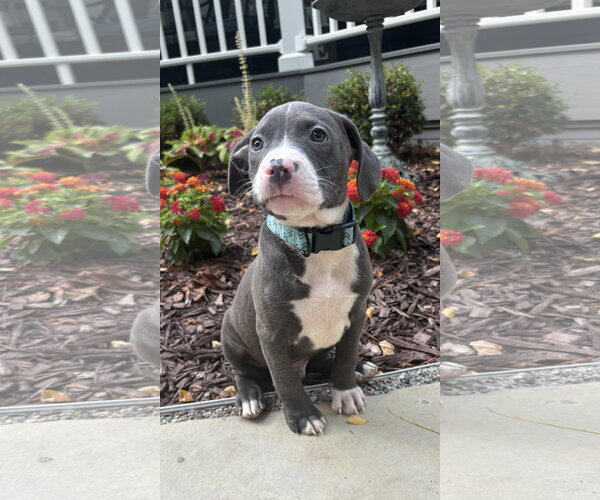 Medium Photo #2 Mutt Puppy For Sale in Clarkston, MI, USA