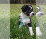 Small Photo #2 Australian Shepherd Puppy For Sale in ASHEBORO, NC, USA