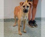 Small #3 Black Mouth Cur Mix