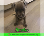 Small #3 American Bulldog Mix