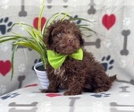 Small Photo #12 Poodle (Miniature)-Schnoodle (Miniature) Mix Puppy For Sale in LAKELAND, FL, USA