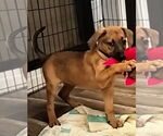 Small #1 Rhodesian Ridgeback Mix