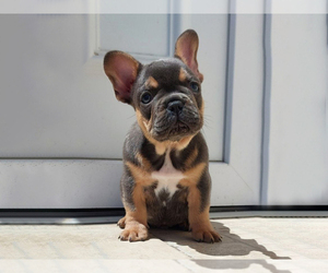 French Bulldog Puppy for sale in BOSTON, MA, USA