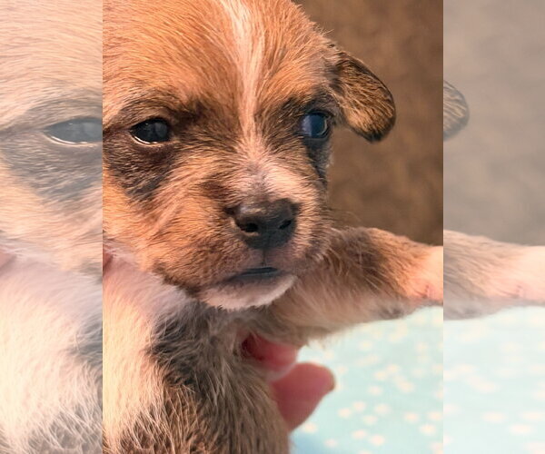 Medium Photo #11 Chihuahua-Unknown Mix Puppy For Sale in Pacolet, SC, USA
