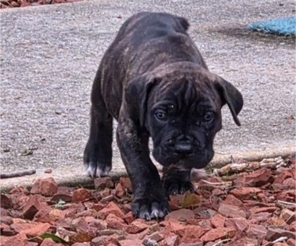 Medium Photo #14 Cane Corso Puppy For Sale in MOORESBORO, NC, USA