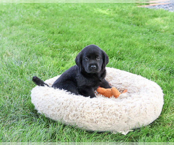 Medium Photo #5 Labrador Retriever Puppy For Sale in SYRACUSE, IN, USA